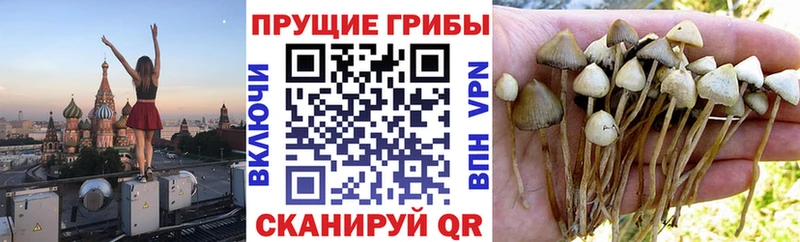 Галлюциногенные грибы Psilocybe  Отрадная 